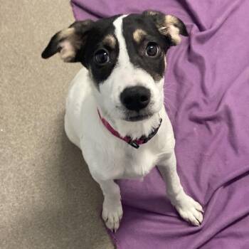 Rescue Labrador Retriever and Great Pyrenees Dogs for Adoption in South Elgin, Illinois - Emily | PetCurious