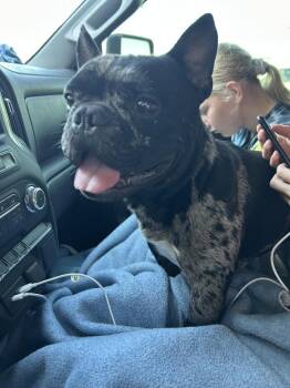 Fritz -  French Bulldog Dog for Adoption in Brownstown, Indiana - Fritz | PetCurious