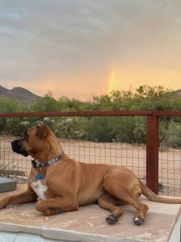 MOLLY #18 -  Rhodesian Ridgeback and Boxer Dog for Adoption in Chandler, Arizona - MOLLY #18 | PetCurious