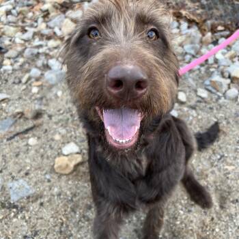 Rescue Schnauzer and Poodle Dogs for Adoption in Manchester, New Hampshire - Spigot In NH! Come Meet Our Adoptable Dogs! More Info In Bio! | PetCurious
