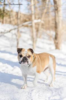 English Bulldog Dogs Available for Adoption - Hunk | PetCurious