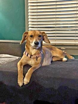 Feist Dogs Available for Adoption - Amelia | PetCurious