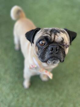 Rescue Pug Dogs for Adoption in Gardena, California - Rockwell | PetCurious