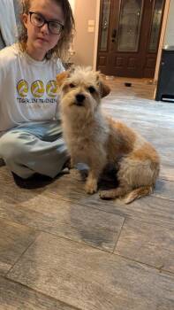 Wirehaired Terrier Dogs Available for Adoption in Kemp, Texas - Louise | PetCurious