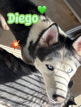 Diego the Dapper Piebald Husky -  Siberian Husky Dog for Adoption in Missoula, Montana - Diego The Dapper Piebald Husky | PetCurious