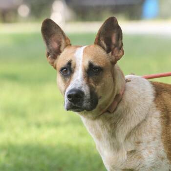 Harriet -  Cattle Dog Dog for Adoption in Columbia, South Carolina - Harriet | PetCurious