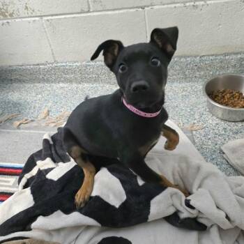 IRIS -  Doberman Pinscher Dog for Adoption in Long Beach, California - IRIS | PetCurious