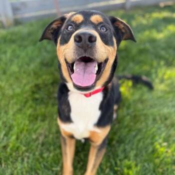 Rescue Rottweiler Dogs for Adoption in Springfield, Missouri - Dash | PetCurious
