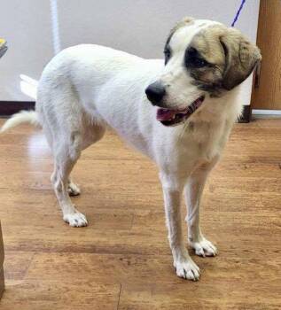 Anatolian Shepherd and Great Pyrenees Dogs Available for Adoption - Antolia | PetCurious