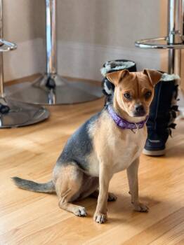 Chihuahua Dogs Available for Adoption in Princeton, Massachusetts - Weezer | PetCurious