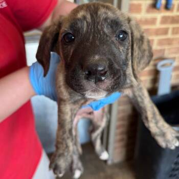 Shepherd Dogs Available for Adoption in Birmingham, Alabama - Kori | PetCurious