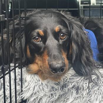 Rescue Dachshund Dogs for Adoption in Portland, Oregon - Samson (Coming Soon) | PetCurious