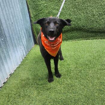 Labrador Retriever Dogs Available for Adoption in Oak Point, Texas - Mercy | PetCurious