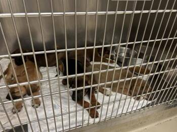 Shelby -  Mixed Breed and Catahoula Leopard Dog Dog for Adoption in Austin, Texas - Shelby | PetCurious