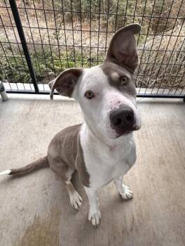 Rescue Pit Bull Terrier Dogs for Adoption in Redmond, Oregon - Stitch | PetCurious