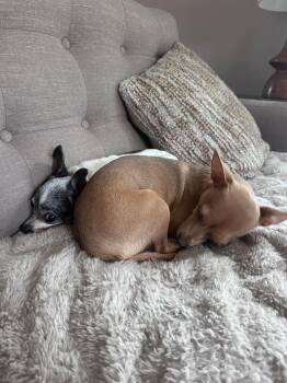 Bunny -  Chihuahua and Dachshund Dog Available for Adoption in Saugus, Massachusetts - Bunny | PetCurious