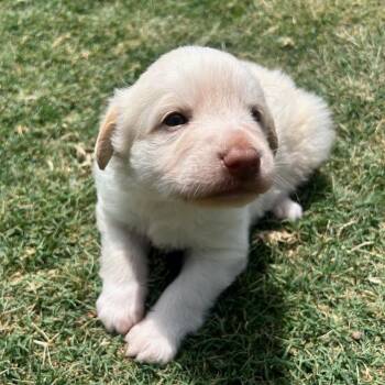 Ranger -  Great Pyrenees and Mixed Breed Dog for Adoption in Waco, Texas - Ranger | PetCurious