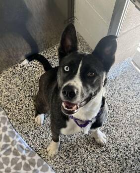 Mamas -  Mixed Breed Dog for Adoption in Jackson, Michigan - Mamas | PetCurious