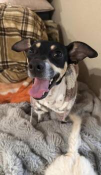 Rat Terrier Dogs Available for Adoption - Maggie Jean In TX | PetCurious
