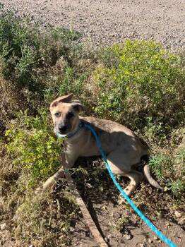 Ada -  German Shepherd Dog and Mixed Breed Dog for Adoption in Fort Collins, Colorado - Ada | PetCurious