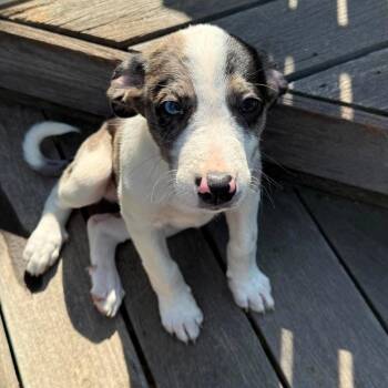 Diesel -  Mixed Breed Dog for Adoption in Fredericksburg, Virginia - Diesel | PetCurious