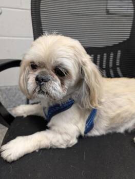Shih Tzu and Mixed Breed Dogs Available for Adoption in West Chester, Pennsylvania - Boo | PetCurious