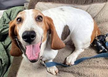 Basset Hound Dogs Available for Adoption in Hamilton, New Jersey - JULIET - ADOPTION PENDING! | PetCurious