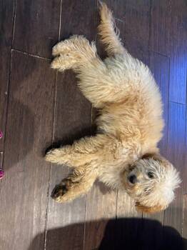 Found Animal 355 -  Poodle Dog for Adoption in Douglasville, Georgia - Found Animal 355 | PetCurious
