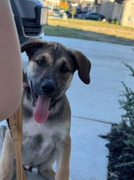 Rescue German Shepherd Dog and Husky Dogs for Adoption in Pflugerville, Texas - Toby | PetCurious