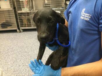 A1922687 -  Border Collie and Terrier Dog for Adoption in Thousand Palms, California - A1922687 | PetCurious