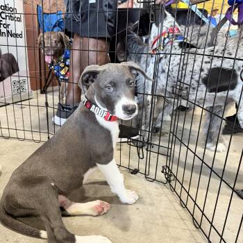 Buzz -  Pit Bull Terrier Dog for Adoption in Palm Springs, Florida - Buzz | PetCurious