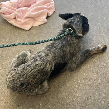 Slobber -  Mixed Breed Dog for Adoption in Las Cruces, New Mexico - Slobber | PetCurious