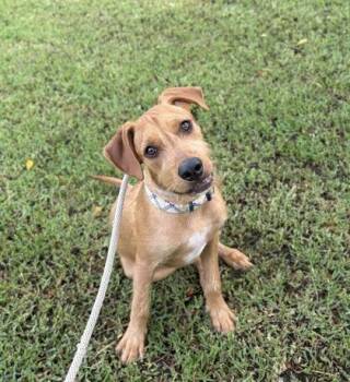 Chimichanga -  Terrier and Mixed Breed Dog for Adoption in Honolulu, Hawaii - Chimichanga | PetCurious