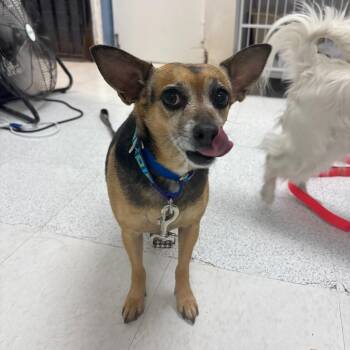 Chihuahua Dogs Available for Adoption - S