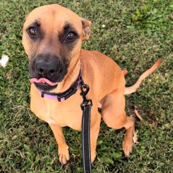 Moxie -  Shepherd and Mixed Breed Dog for Adoption in Lenexa, Kansas - Moxie | PetCurious