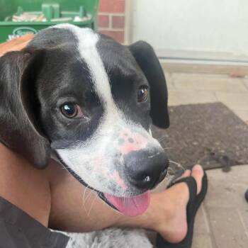 Bridge -  Hound and Catahoula Leopard Dog Dog for Adoption in Corpus Christi, Texas - Bridge | PetCurious