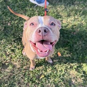 Rescue Pit Bull Terrier Dogs for Adoption in Narberth, Pennsylvania - Peppermint | PetCurious
