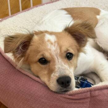 Terrier and Spaniel Dogs Available for Adoption in La Grange, Kentucky - Pip | PetCurious