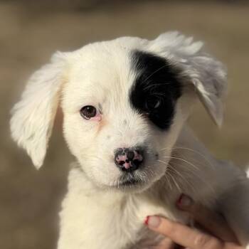 Labrador Retriever Dogs Available for Adoption - Red | PetCurious