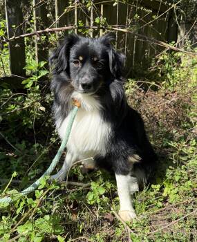 Rescue Australian Shepherd Dogs for Adoption in Foley, Alabama - Trevor | PetCurious