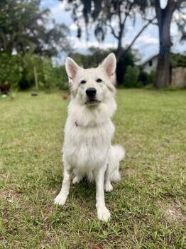 Luna Marie -  White German Shepherd Dog for Adoption in Londonderry, New Hampshire - Luna Marie | PetCurious