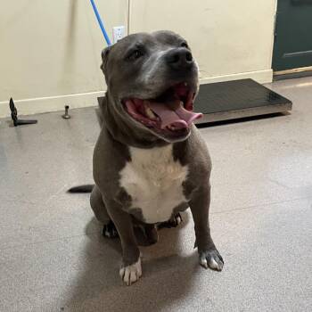 Pit Bull Terrier Dogs Available for Adoption in Pasadena, California - Lionel | PetCurious