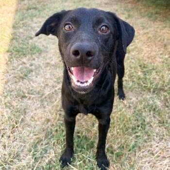 Martina -  Labrador Retriever and Mixed Breed Dog for Adoption in Tulsa, Oklahoma - Martina | PetCurious