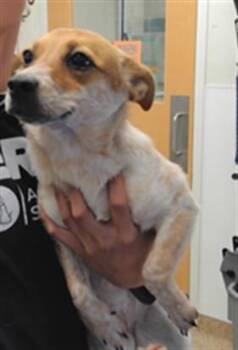 CUB -  Australian Shepherd and Mixed Breed Dog for Adoption in Albuquerque, New Mexico - CUB | PetCurious
