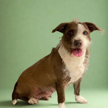 Rescue Mixed Breed Dogs for Adoption in Philadelphia, Pennsylvania - Faith | PetCurious