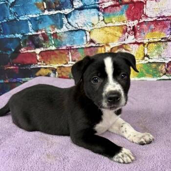 Mixed Breed Dogs Available for Adoption in Lynchburg, Virginia - Amos | PetCurious