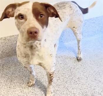 Pointer and Mixed Breed Dogs Available for Adoption in Houston, Texas - BIG MAMA | PetCurious