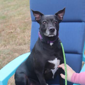 Bullet -  Black Labrador Retriever Dog for Adoption in Franklin, Tennessee - Bullet | PetCurious