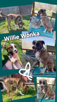 Catahoula Leopard Dog and Border Collie Dogs Available for Adoption - WILLIE WONKA | PetCurious