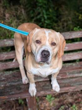 Parker -  Labrador Retriever and Beagle Dog for Adoption in Bloomsburg, Pennsylvania - Parker | PetCurious